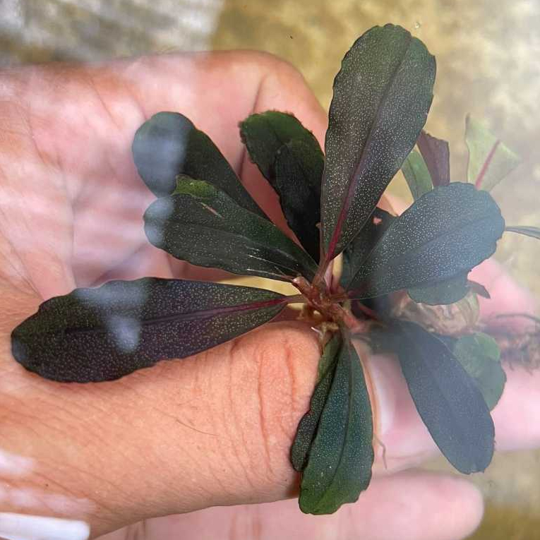 Tanaman Aquascape Bucephalandra Brownie Ghost Neriyan 2026 LIMITED