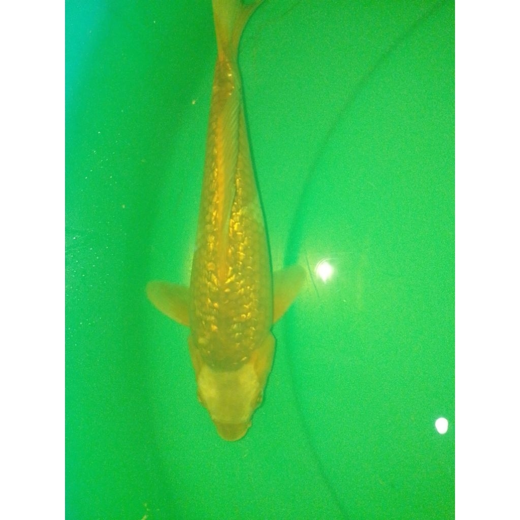 Ikan koi jenis Tancho Sabikoyo Ginrin 30cm