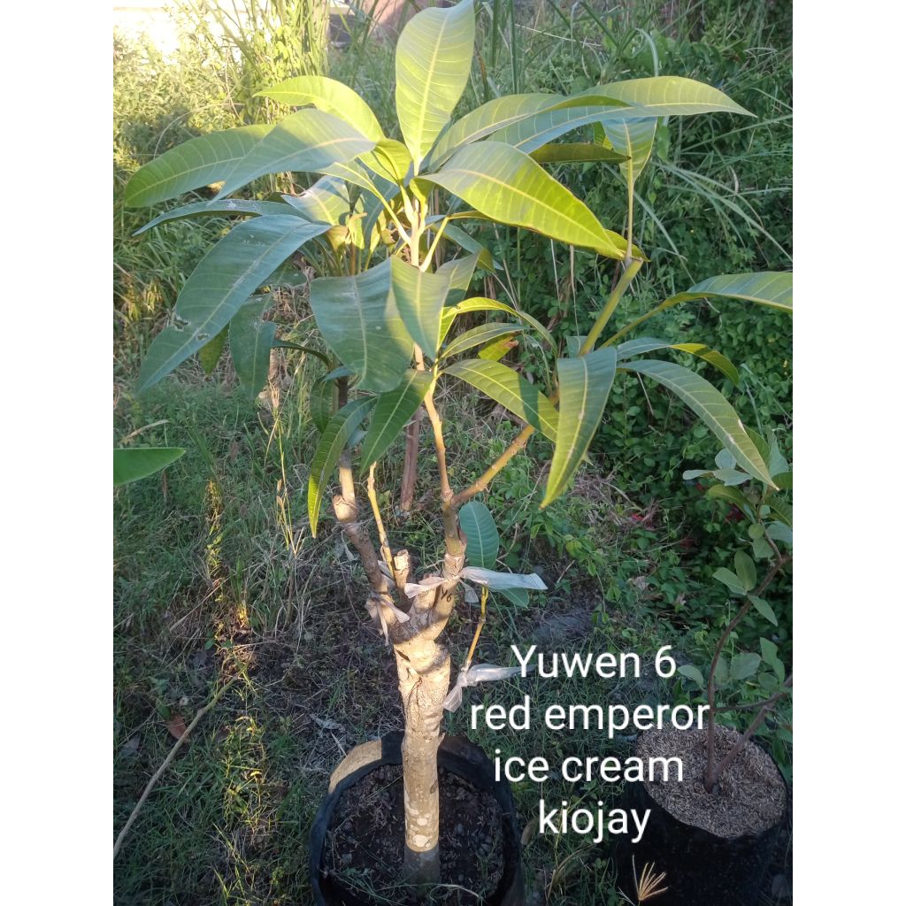 bibit mangga kombinasi 4 in 1