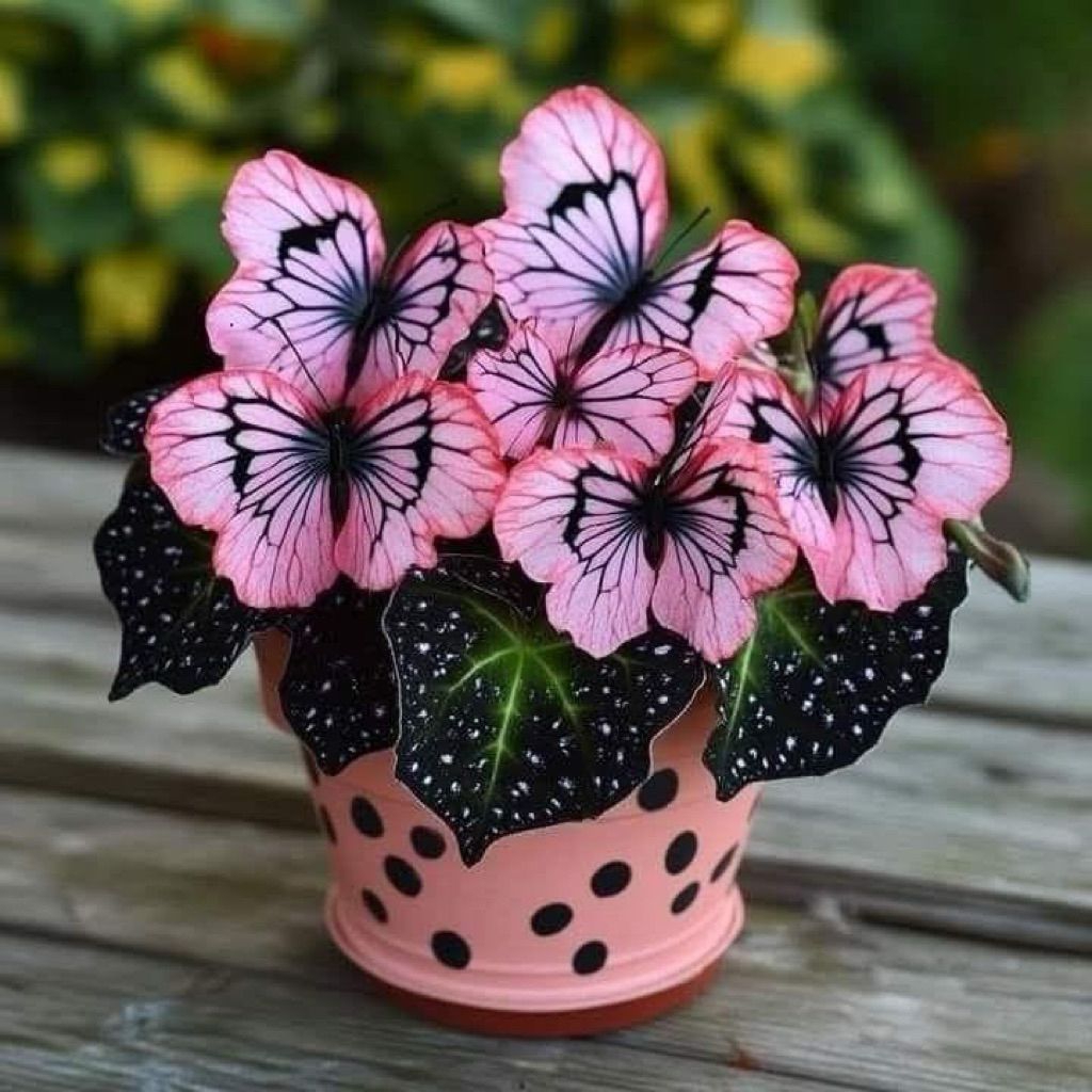 promo sale bibit umbi keladi butterfly cantik bibit umbi keladi thailand asli murah meriah asli bara