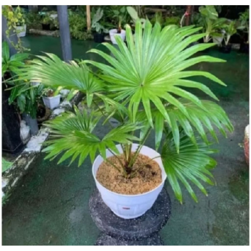Tanaman Hias Palem Sadeng Rimbun Tanaman Hidup Palem Bintang Kipas Mini Palm Sadeng
