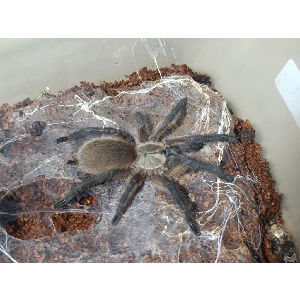 Mainan Tarantula Balfouri balfie blue baboon juve by Z.E.I