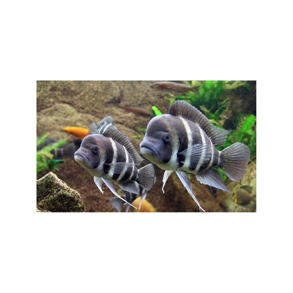 Cichlid FRONTOSA BURUNDI PAKET INDUKAN