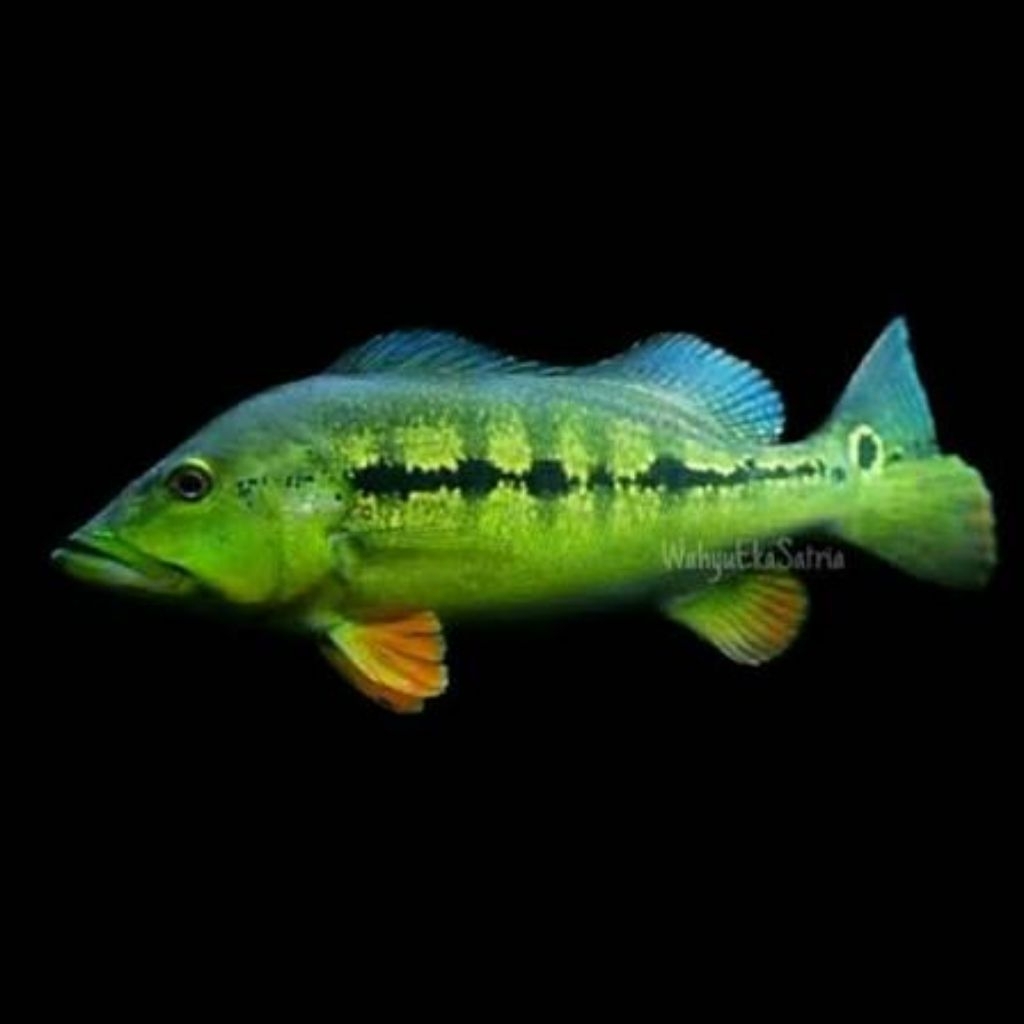 Pbass intermedia grade A++