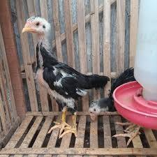anak ayam kampung asli 1 bulan-Ori anakan ayam kampung