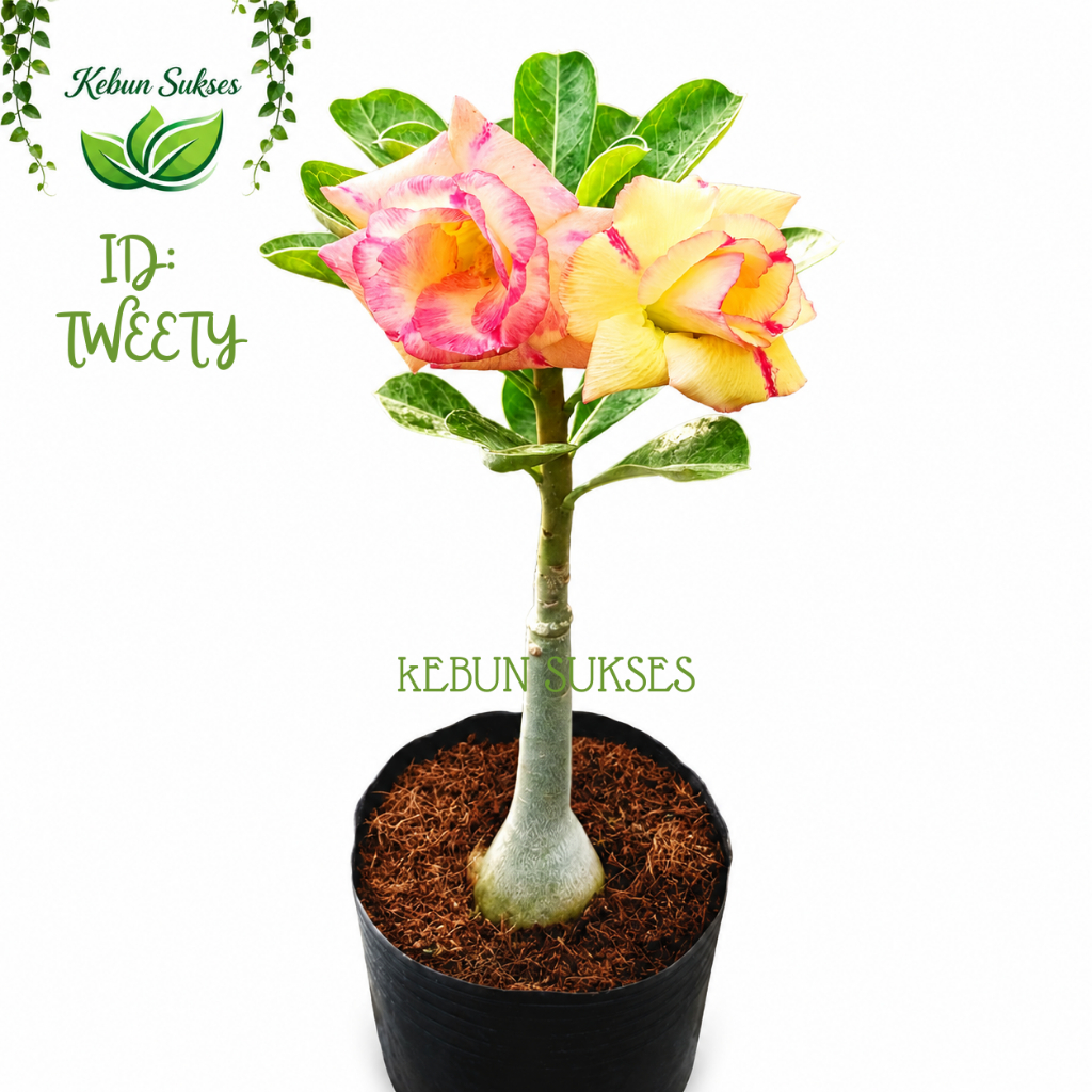 Adenium ID Tweety Sudah Berbunga Bunga Tumpuk