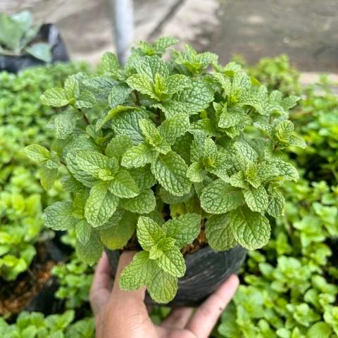 Bibit Tanaman Mint Segar