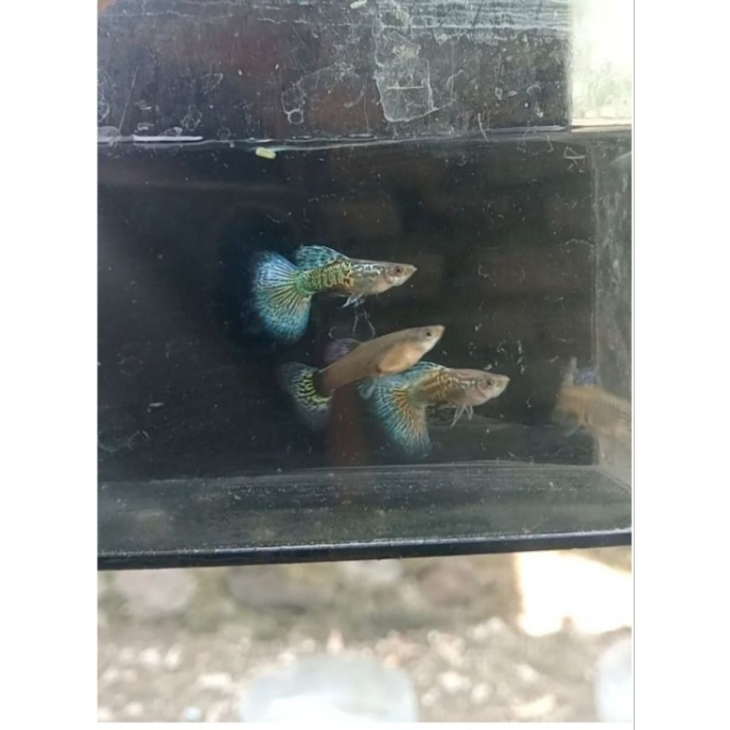 Guppy blue dragon