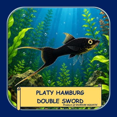 IKAN HIAS AIR TAWAR - PLATY HAMBURG DOUBLE SWORD / PLATY GERMAN DOUBLE SWORD (IKAN AQUASCAPE)