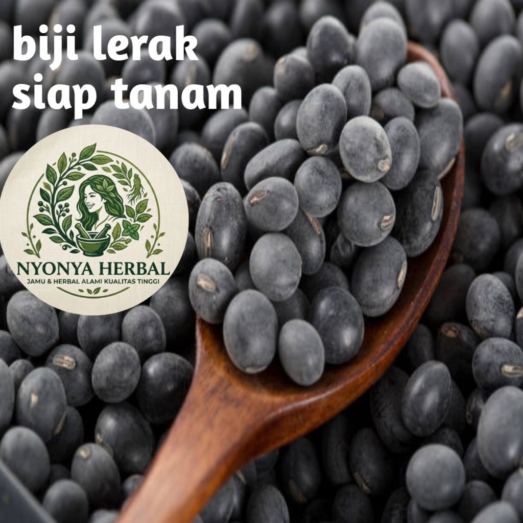 BENIH BIJI LERAK SIAP TANAM 1KG