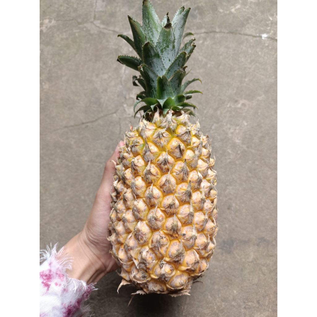 Nanas madu gunung kelud nanas kediri ukuran sedang ukuran B