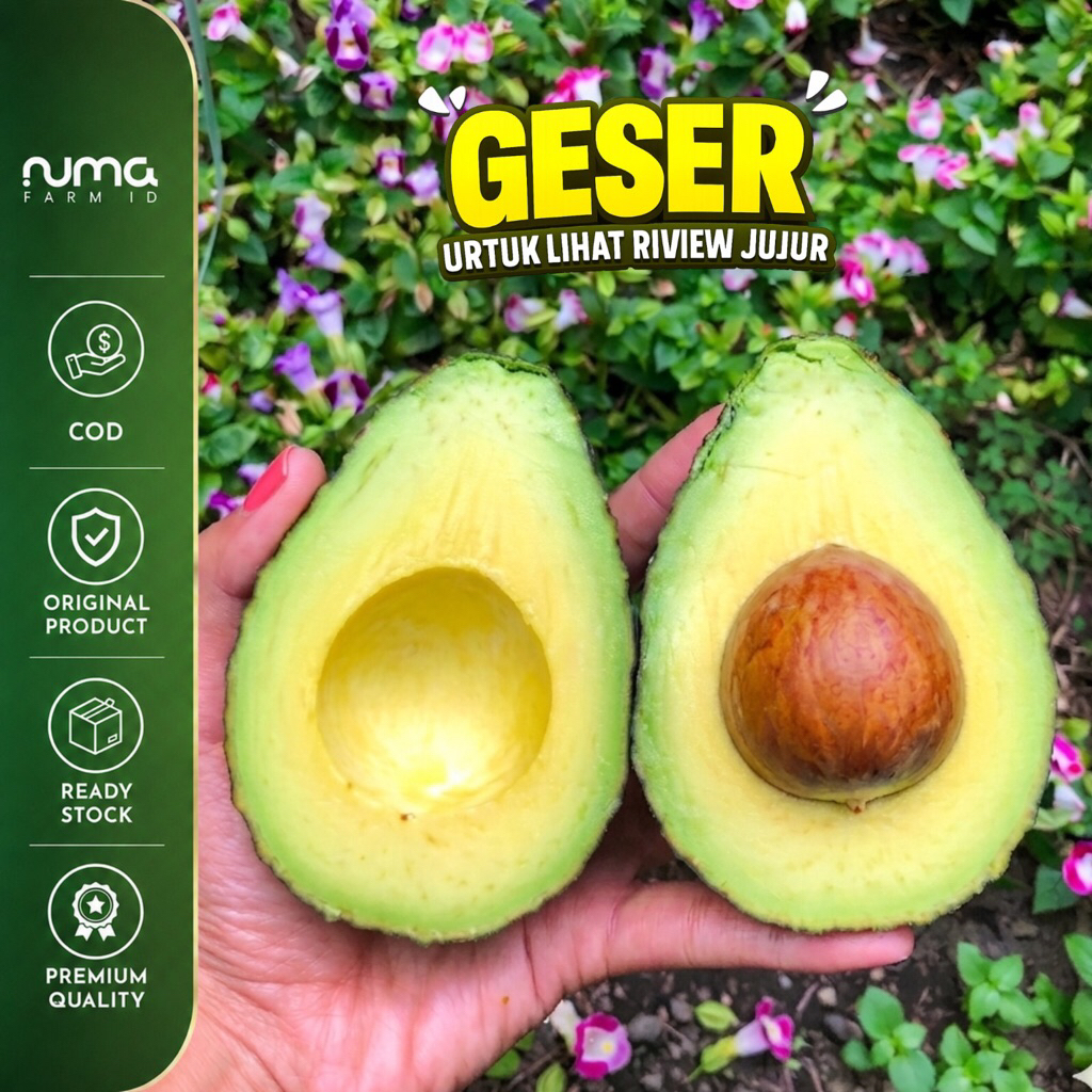 Alpukat Hass 1kg (5-6 Alpukat) Langsung Dari Petani - NUMA FARM ID [READY STOK]