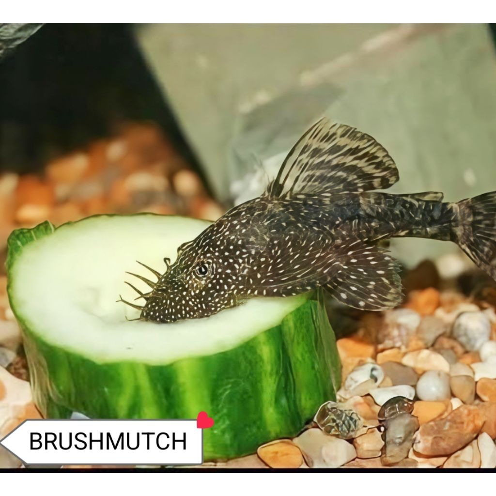 ikan hias brushmutch pemakan alga