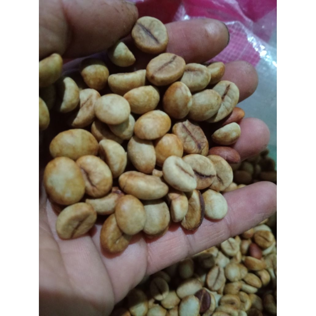 100 Biji Bibit Semai Kopi Robusta Unggulan