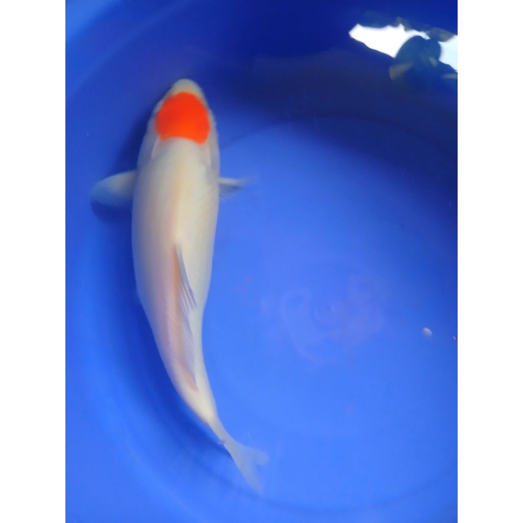 ikan koi blitar jenis tanco kohaku size 40 cm kelamin jantan