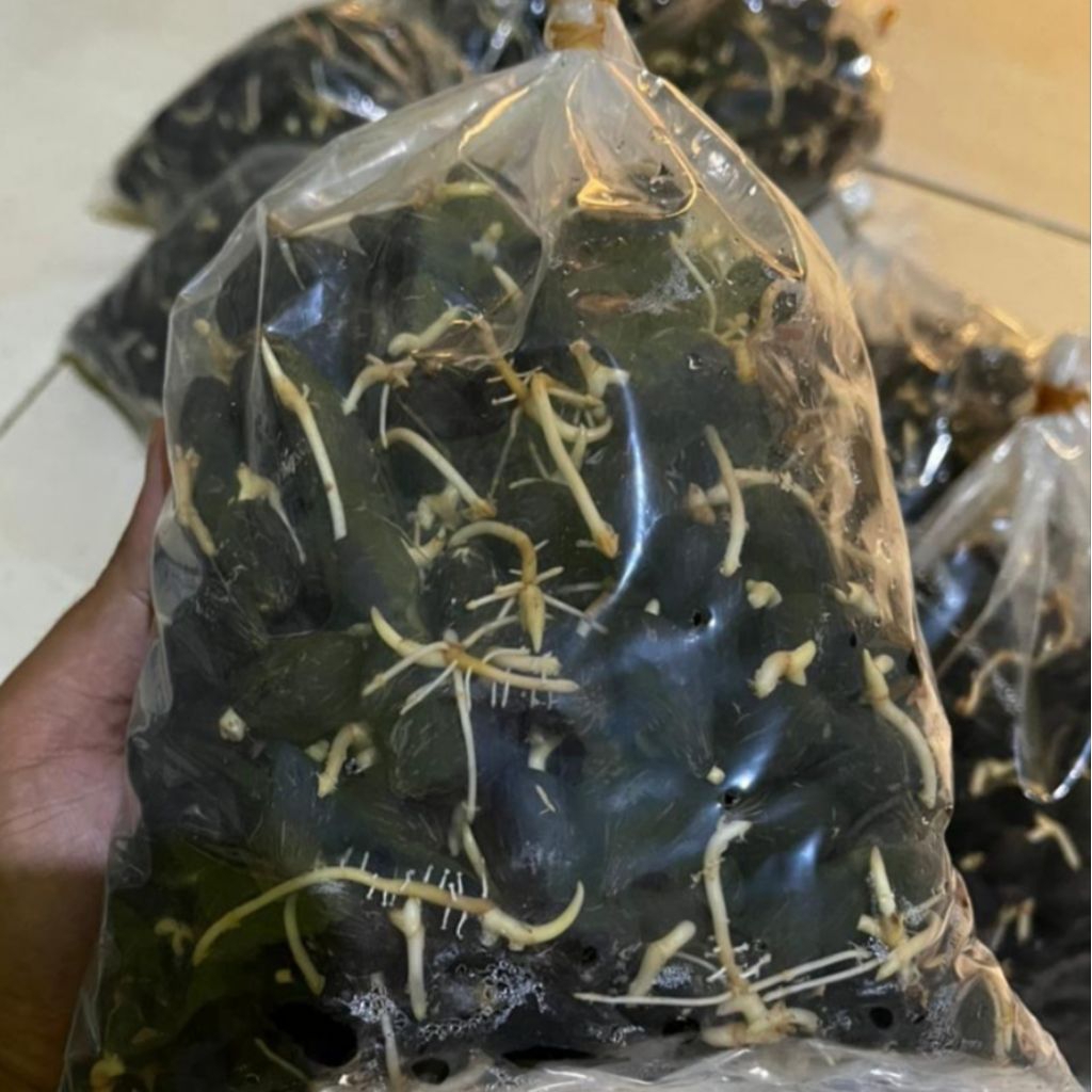 kecambah unggul kelapa sawit polosan"TENERA" biji kecil berkecambah