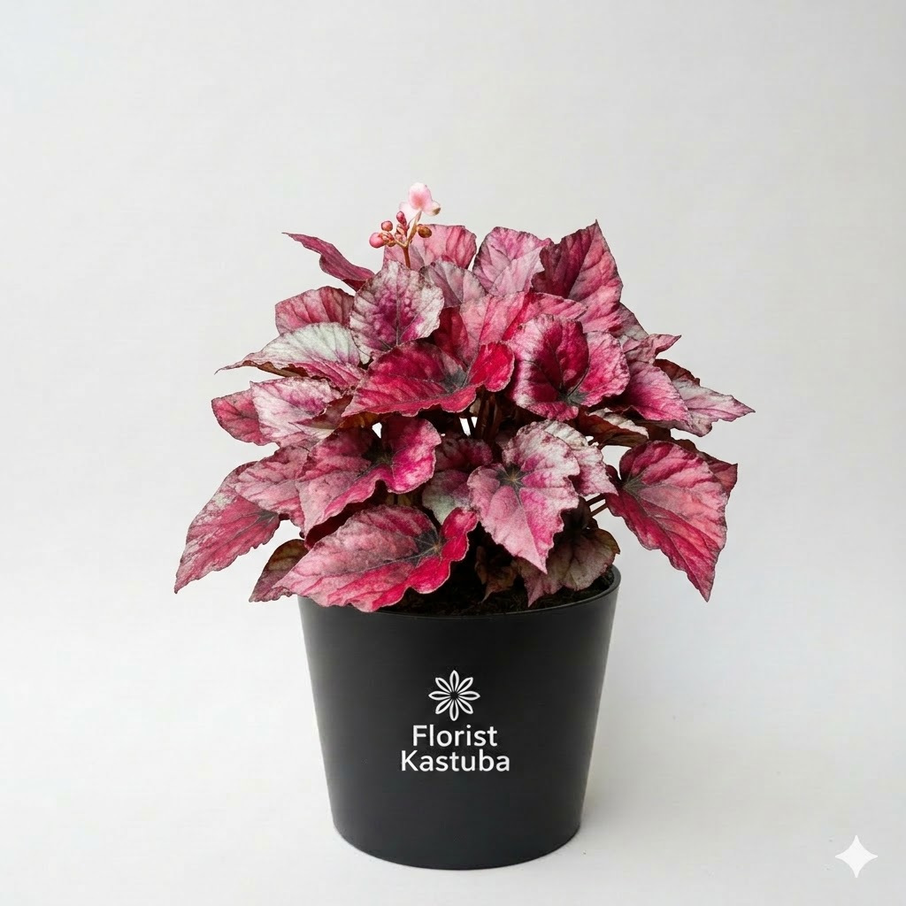 Tanaman Hias Daun Begonia Rex Red Bull - Begonia Merah Exotic & Eksklusif