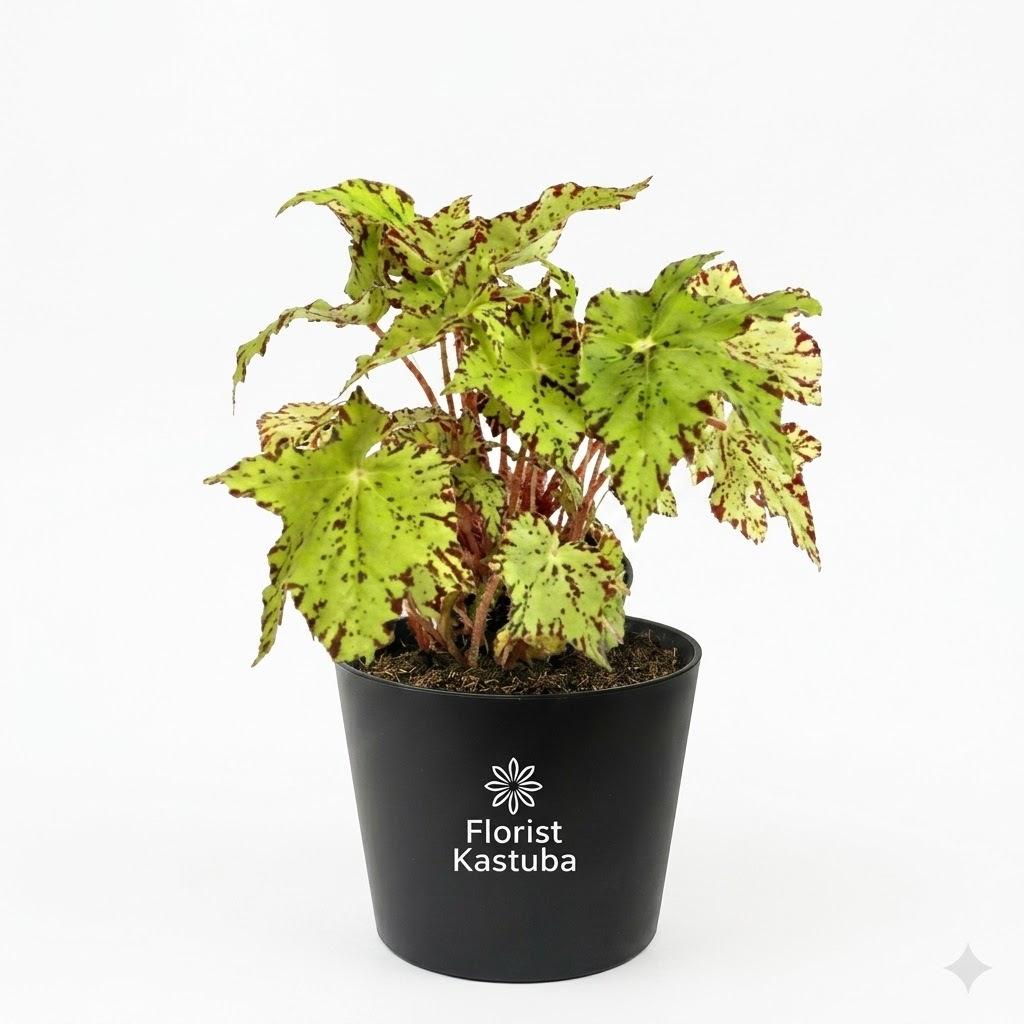 Tanaman Hias Begonia Leopon Keriting Golden Super Cantik