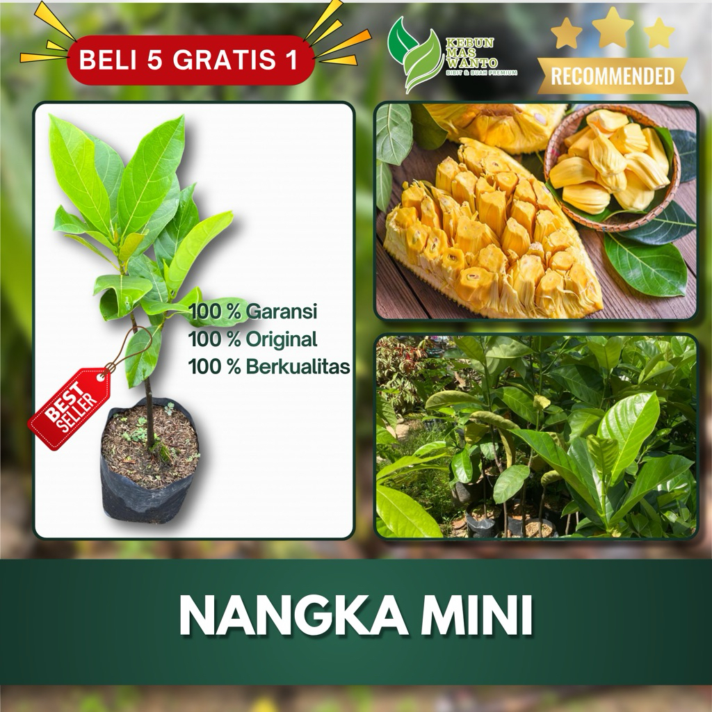 BIBIT BUAH NANGKA VARIETAS MINI MADU HASIL OKULASI-BIBIT NANGKA MINI-BIBIT NANGKA MINI -BUAH NANGKA