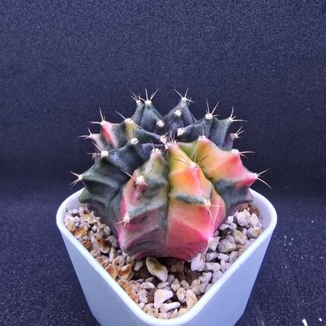 Kaktus Gymno Variegata gemoy (Gymnocalycium mihanovichii)
