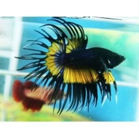 cupang Serit CT maskot topgrade premium