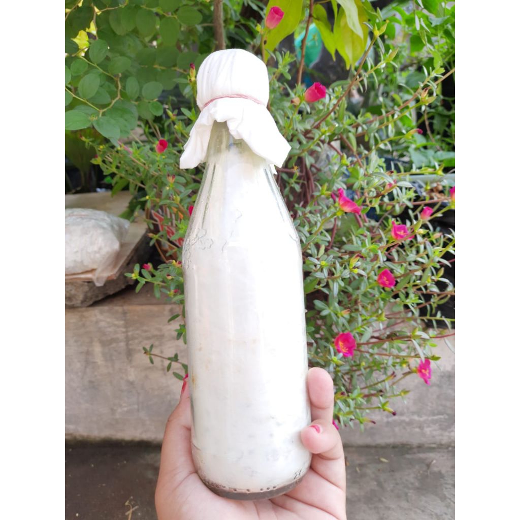 bibit f1 jamur tiram putih.