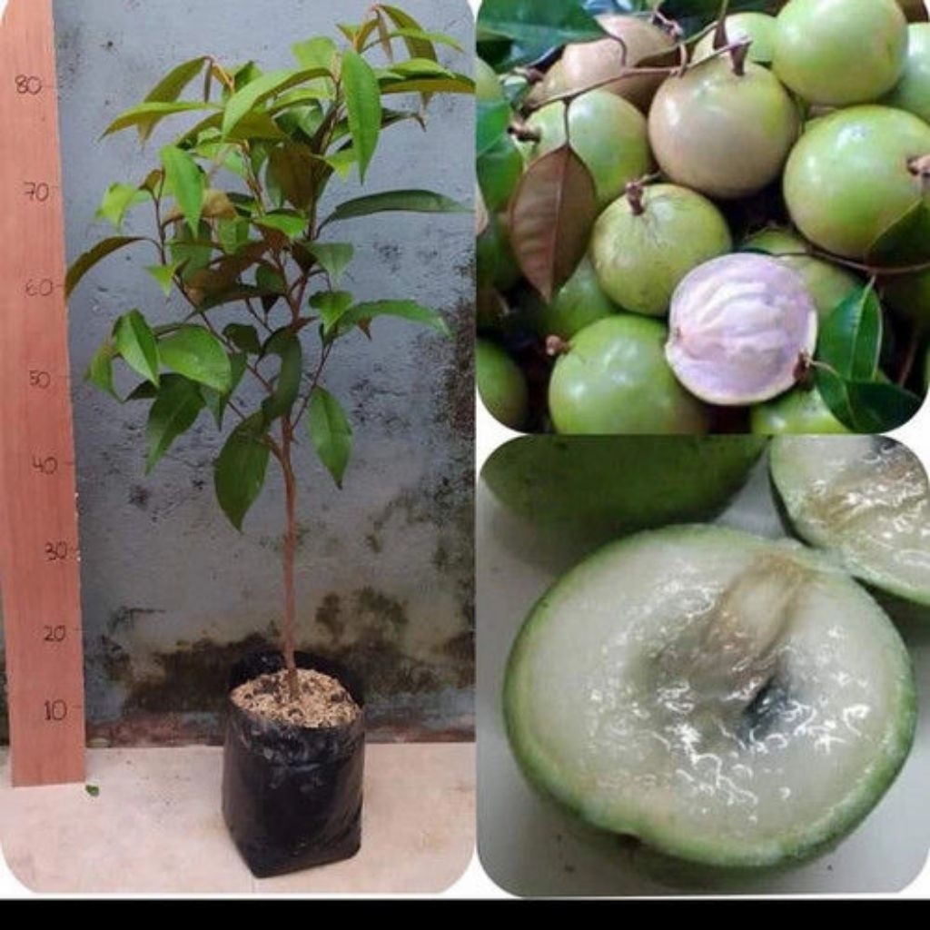 Bibit Buah Kenitu Unggulan Tinggi 60 cm Rimbun