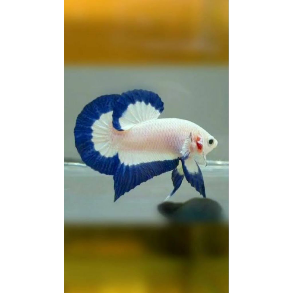 blue rim top grade rim rapi