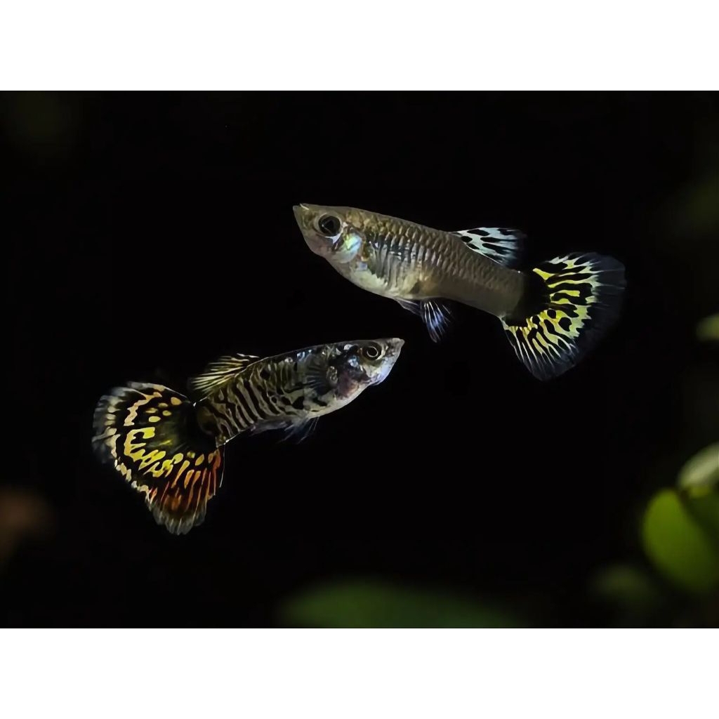 HIASAN AQUARIUM GUPPY YELLOW DRAGON INDUKAN 100% GARANSI
