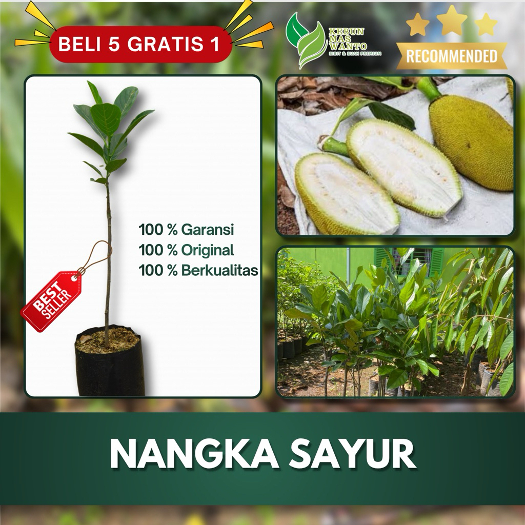 BIBIT BUAH NANGKA VARIETAS SAYUR MADU HASIL OKULASI-BIBIT NANGKA SAYUR-NANGKA SAYUR KEBUN MAS WANTO