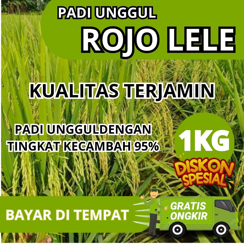 Padi Rojolele / Biji Padi Rojolele / Biji Padi Unggul Rojolele