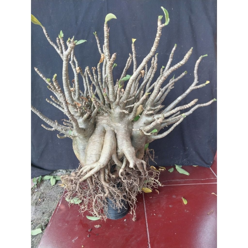 Adenium Arabicum Hibrid Own Jam x NSDD Super Jumbo Induk
