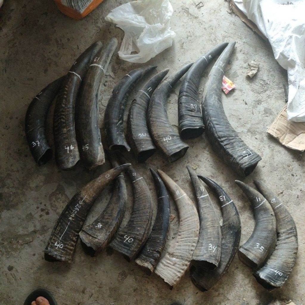 tanduk kerbau padatan  10-15