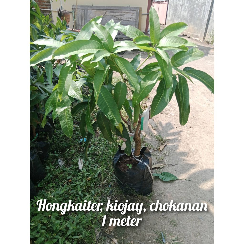 bibit mangga kombinasi 3 chokanan, hongkaiter, kiojay