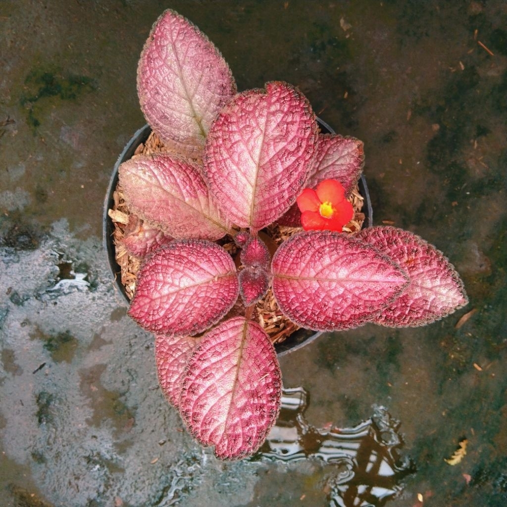 epicia