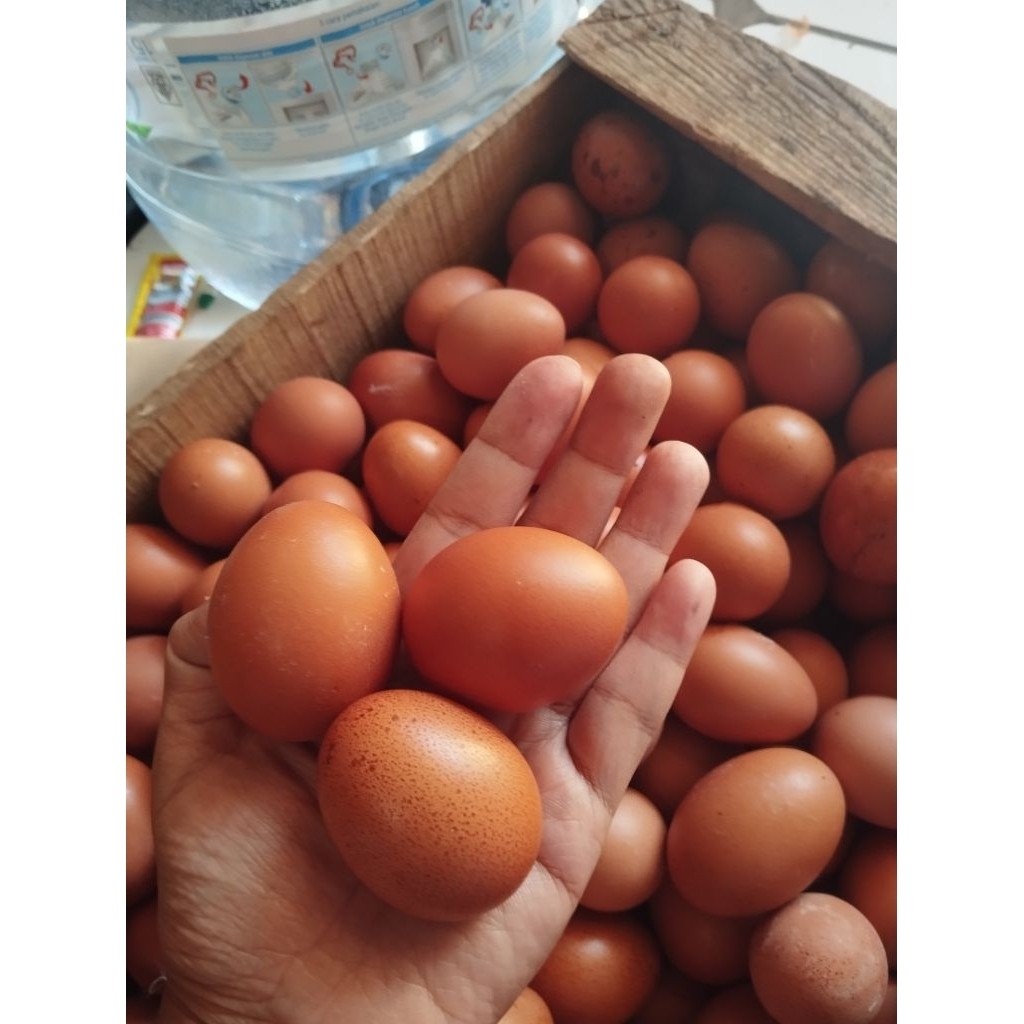 Telur Ayam Negeri pengiriman Instant KOTA BATU