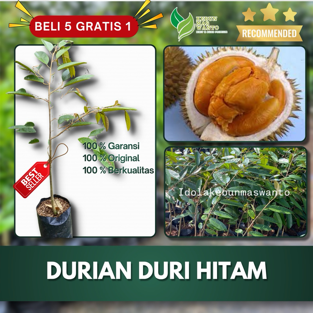 BIBIT BUAH DURIAN VARIETAS DURI HITAM HASIL OKULASI GENJAH SUPER UNGGUL ORIGINAL KEBUN MAS WANTO