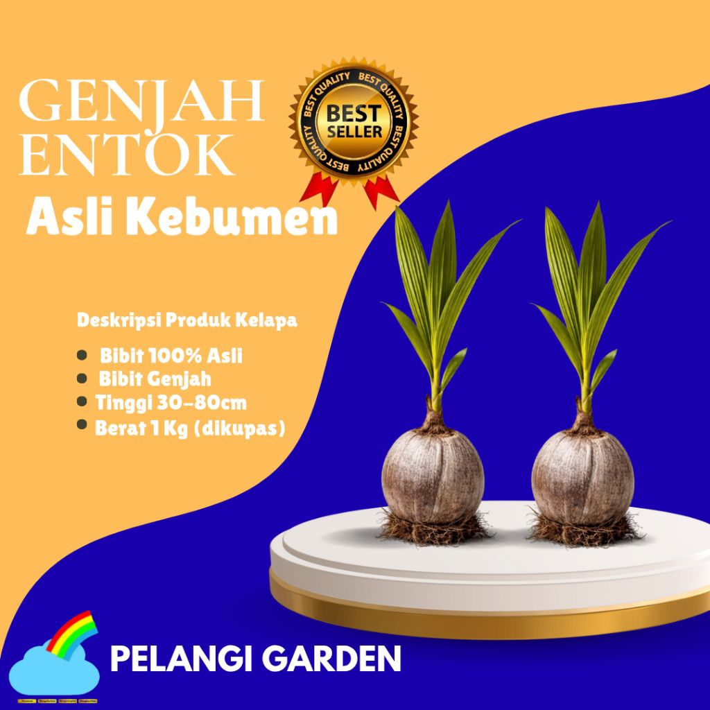 DICARI-CARI  Bibit Kelapa Genjah Hijau, Bibit Kelapa Genjah Kebumen, Bibit Kelapa Genjah Pendek