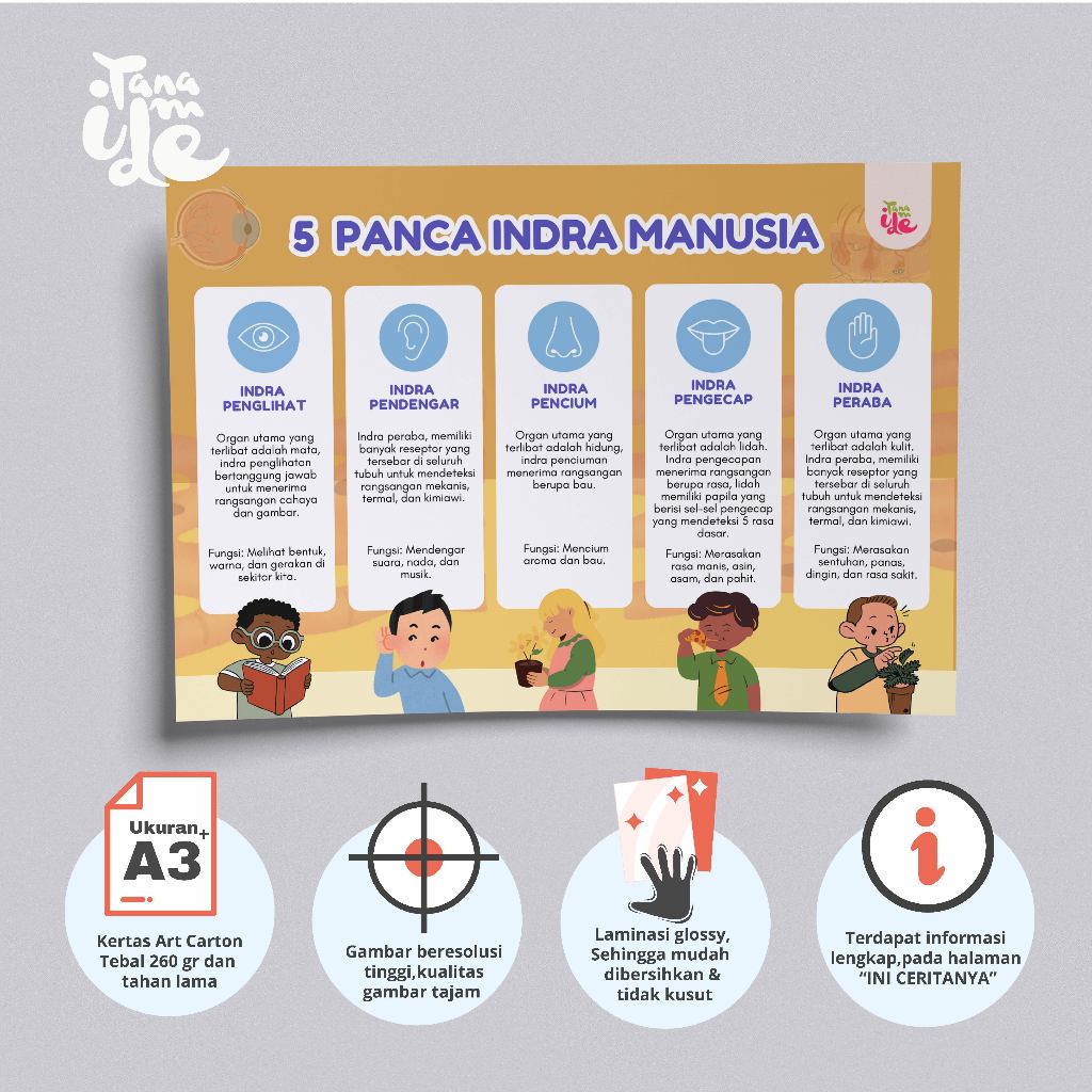 Poster Edukasi Anak 5 Panca Indra Manusia