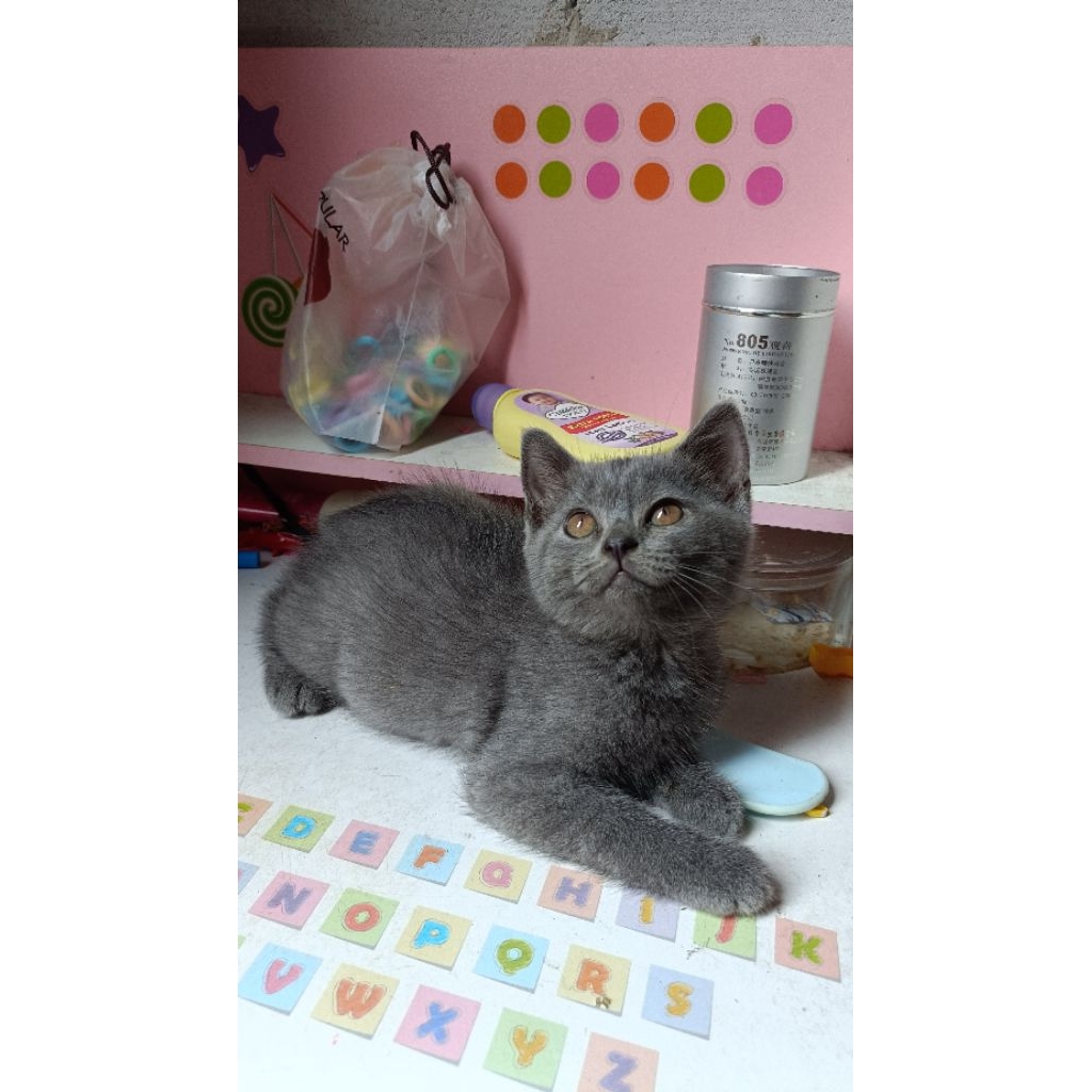 kucing BSH British shorts hair umur 2 bulan jantan