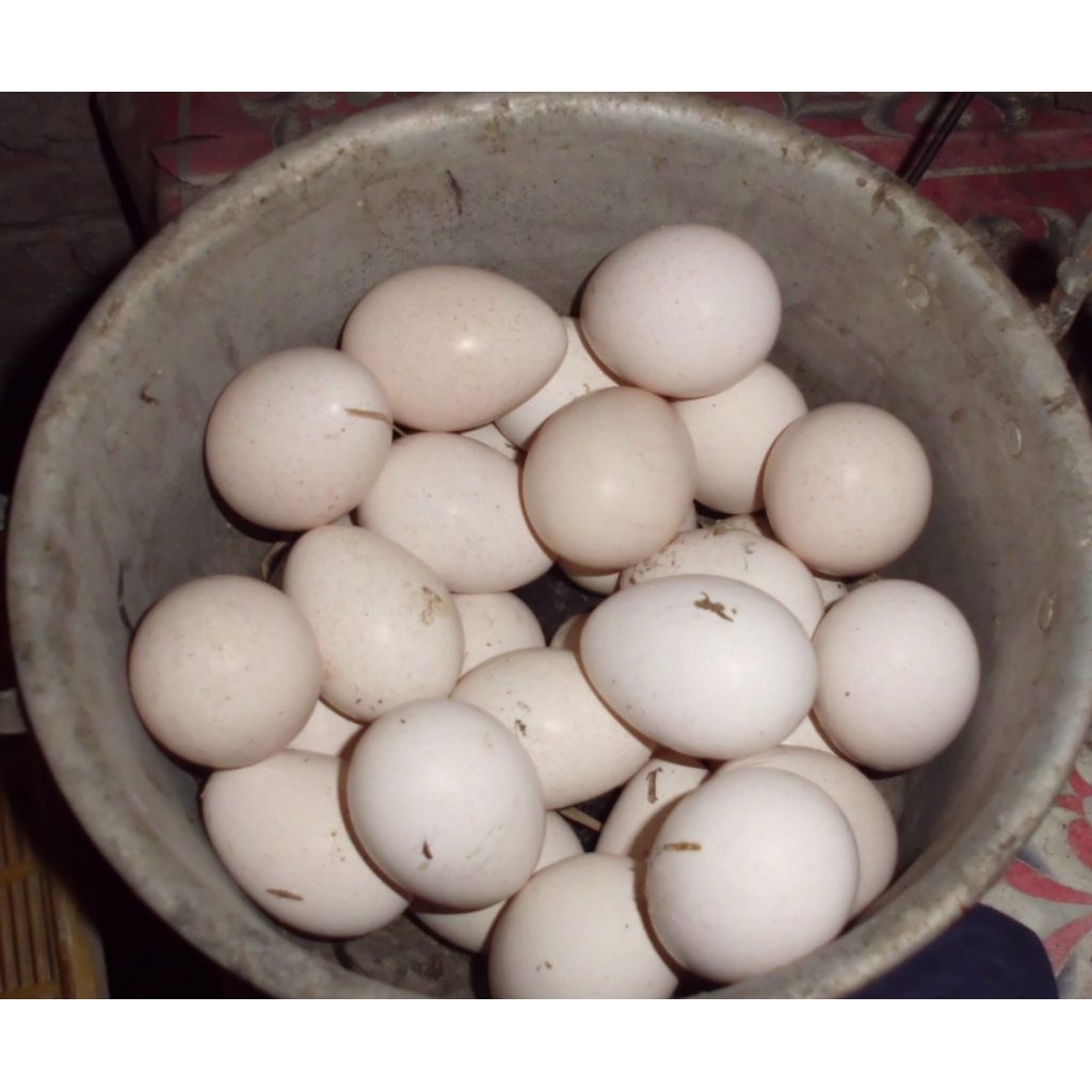 telur ayam fertil Kate jambul batik petarung atau hiasan kandang atau peranakan cantik banget
