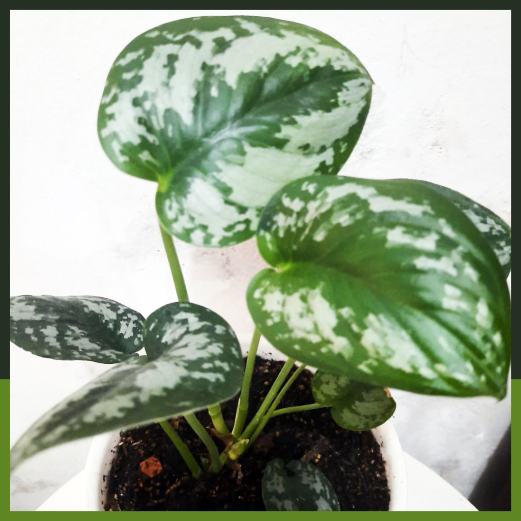 Sirih Gading Silver / Scindapsus Pictus Exotica