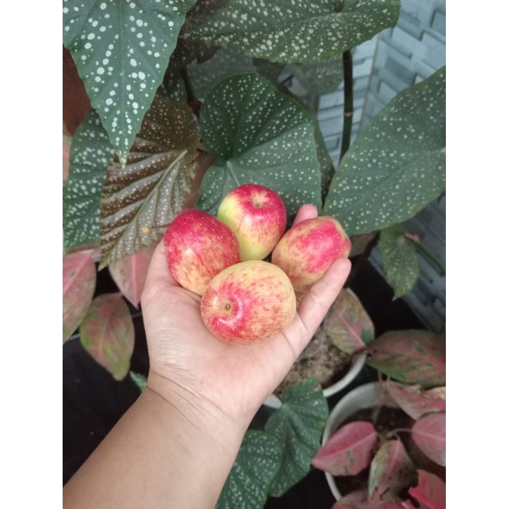 Apel ana kecil 1 kg khusus JAWA BALI MADURA