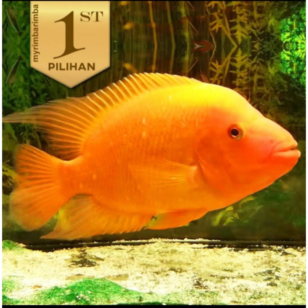 Baby Red Devil Cichlid Ikan Hias Predator Hiasan Aquarium Tanaman Aquascape