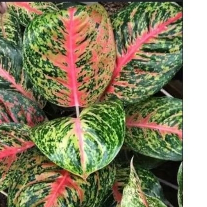 AGLAONEMA BIG PAPA RIMBUN