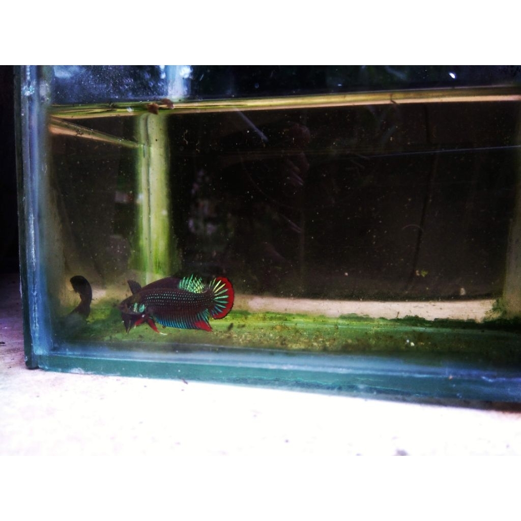 wild betta imbelis || cupang padi || cupang sawah || cupang alam|| original tangkapan alam