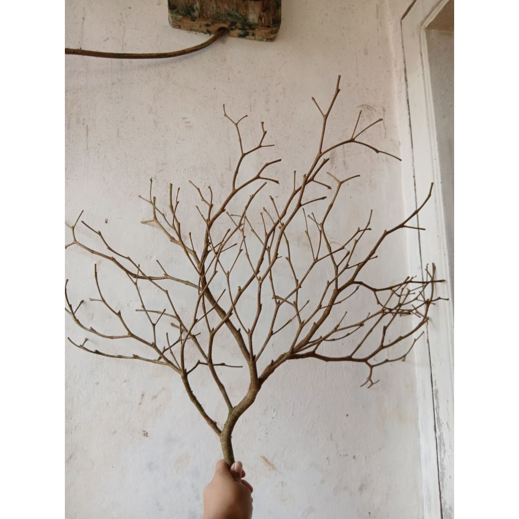 Ranting Kayu Natural/Hiasan Ranting Kayu bercabang UK 120 cm 1 pcs