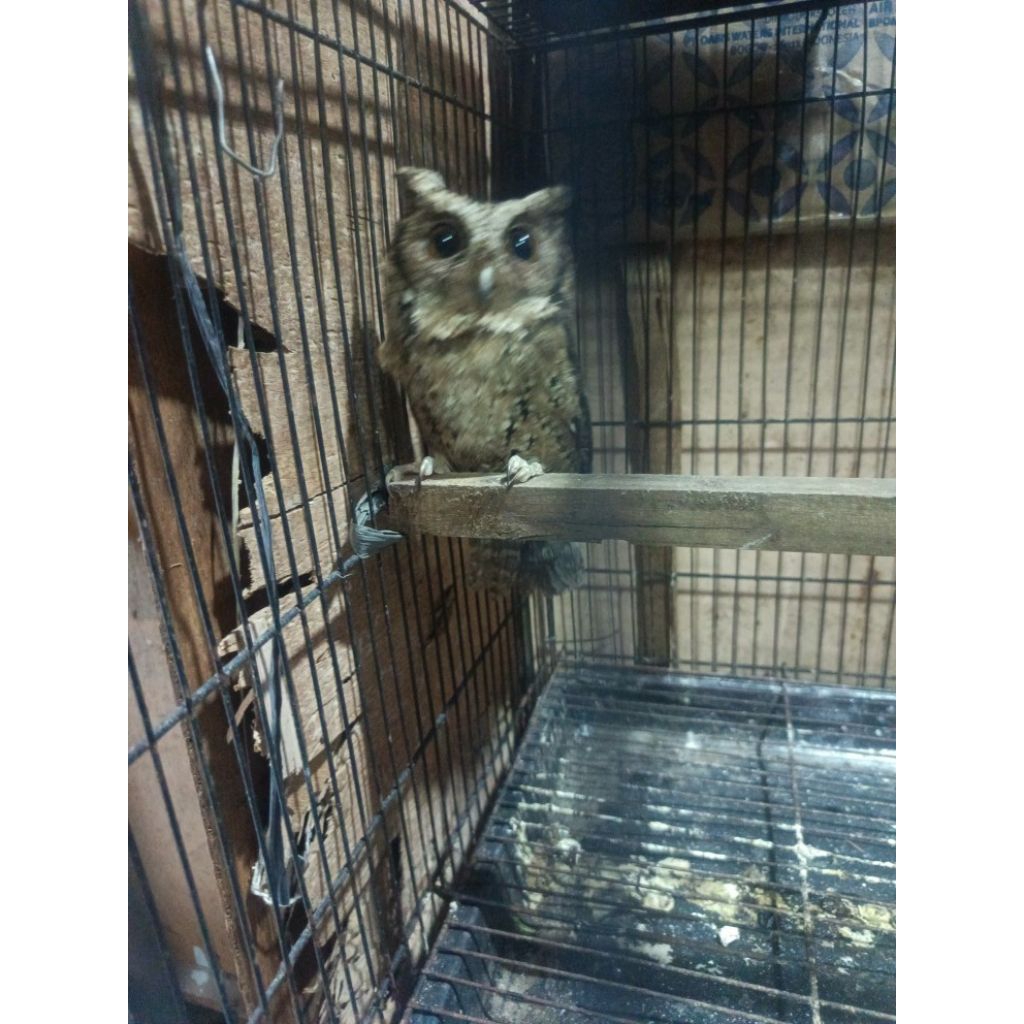 BURUNG CELEPUK DEWASA SEPASANG