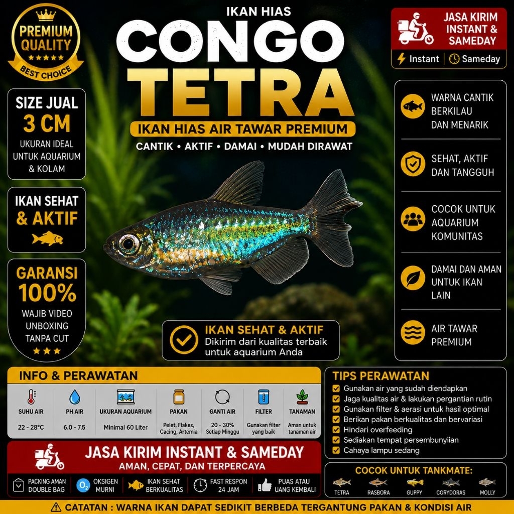 Ikan Hias Congo Tetra Size 3 Cm Tetra Congo Air Tawar