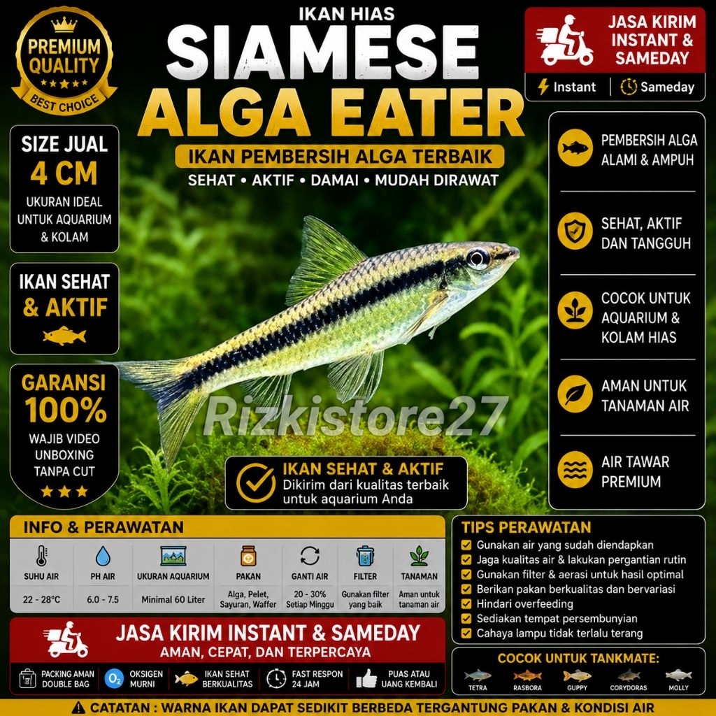 Ikan Hias Siamese Algae Eater SAE Size 4 Cm Pembersih Lumut Aquarium Air Tawar